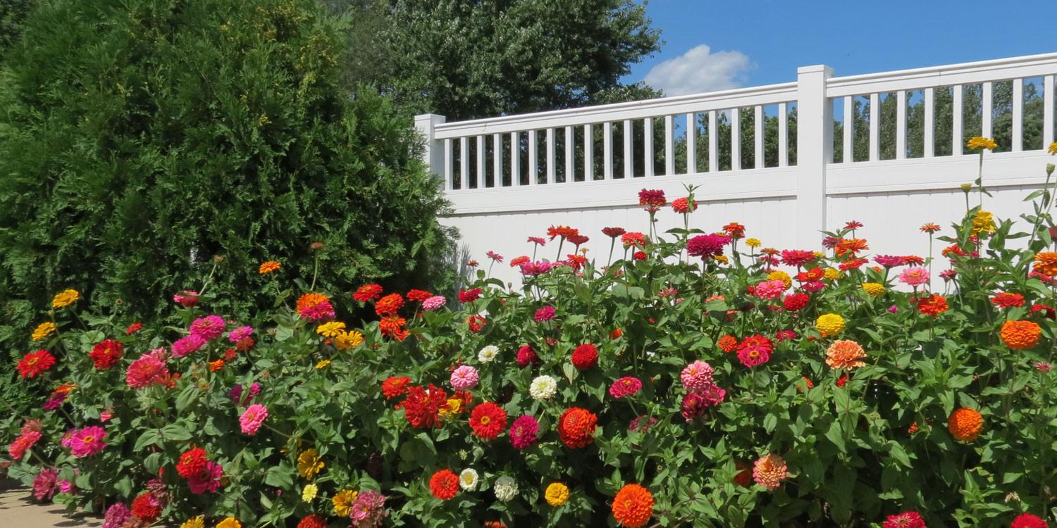 Jardin de zinnias éclatants en rouge, rose, orange et jaune le long d'une clôture blanche, arbres verts et ciel bleu