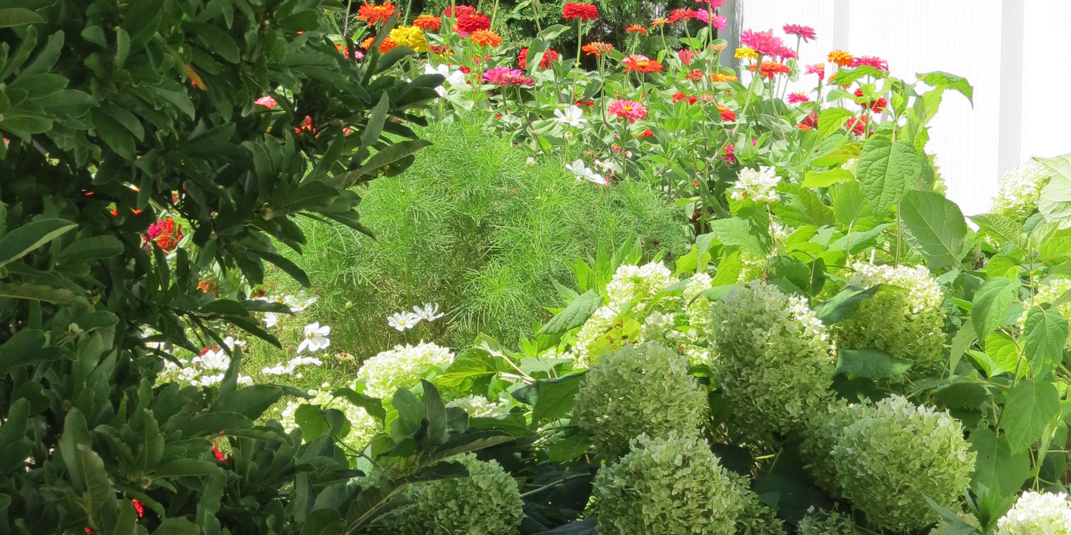 Massif dense de zinnias colorés en rouge, rose, orange et jaune avec des hortensias blancs et un feuillage vert
